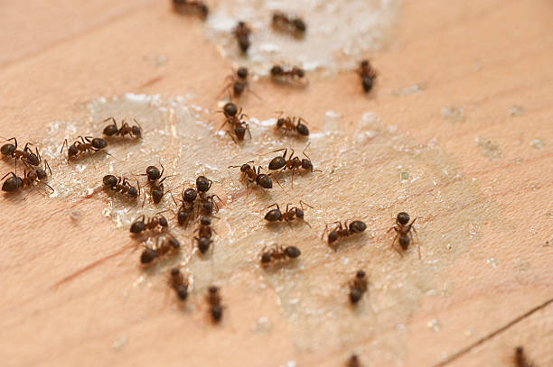 Best Ant Control Services  in Tillmans Corner, AL