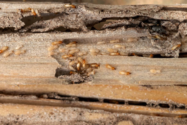 Best Termite Control Services  in Tillmans Corner, AL