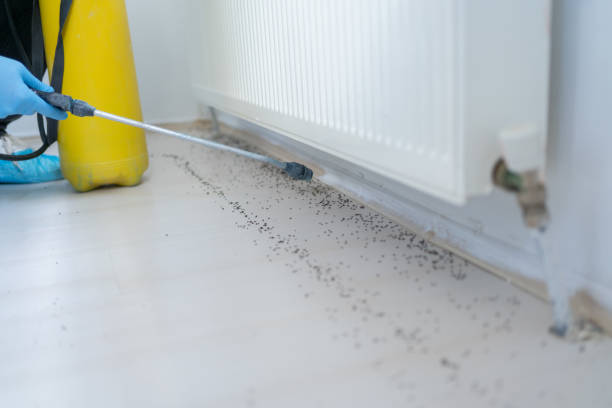 Best Local Pest Control Services  in Tillmans Corner, AL